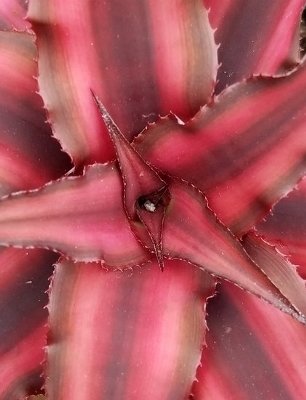 CRYPTANTHUS Ruby Star